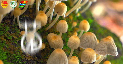 Ҋ�C�Ƽ��x�ܾ��I�lչ�����ഺ���������l�����d���������r�ִ�W ���ǻ۾��I�� ������`�