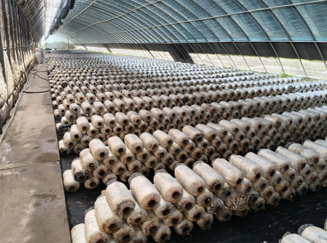 ���i�չ���ҡ������ܴa�� �c ���Nֲ�ǻۡ�